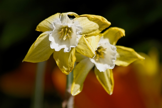 Jardin des Impressionnistes-069